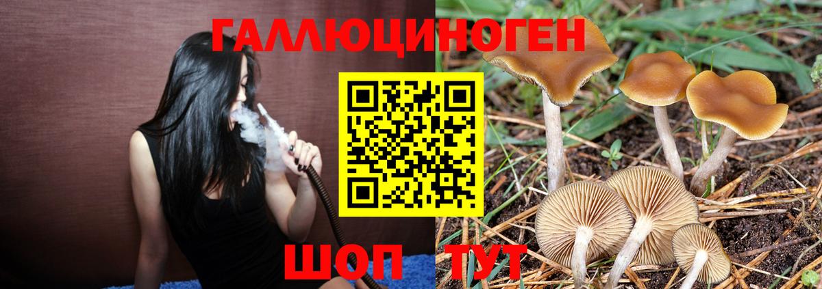 Псилоцибиновые грибы Psilocybe Советский